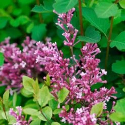 Bloomerang® Dwarf Pink Reblooming Lilac 12 Bloomerang® Dwarf Pink Reblooming Lilac -AURA Flower Shop syringa bloomerang dwarf pink lilac 6 ebc88012 3b1b 494c 9eef 9d46293e6941 sw