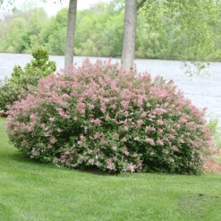 Scent And Sensibility™ Pink Lilac -AURA Flower Shop syringa scent sensibility pink 3