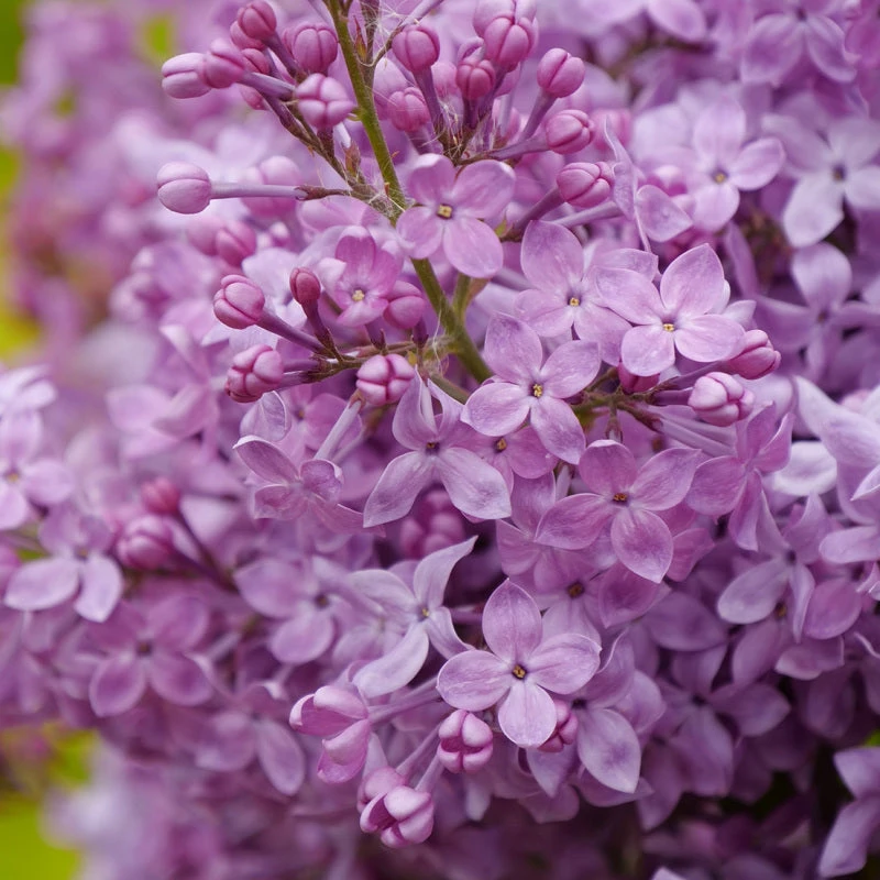 Scentara Pura® Lilac 1 Scentara Pura® Lilac