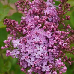 Scentara Pura® Lilac 7 Scentara Pura® Lilac -AURA Flower Shop syringa scentara pura 5