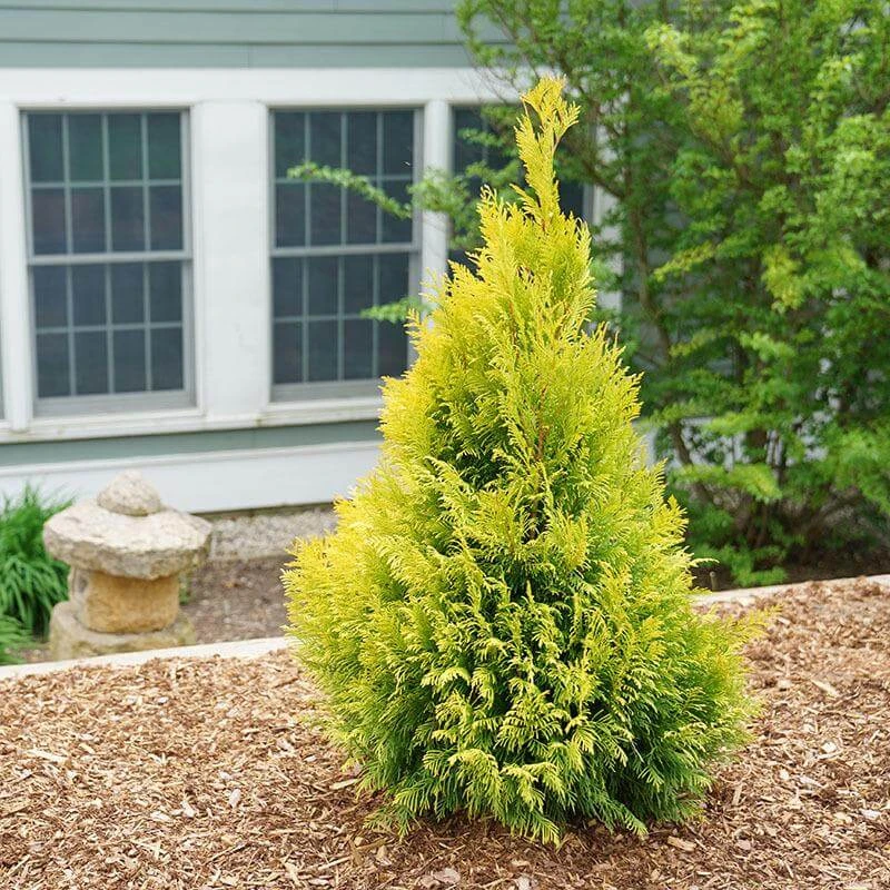 Fluffy® Arborvitae 1 Fluffy® Arborvitae