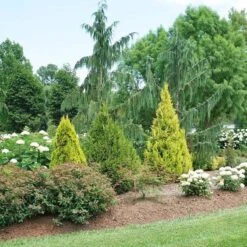 Fluffy® Arborvitae 6 Fluffy® Arborvitae -AURA Flower Shop thuja plicata fluffy 3 sw