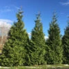 Spring Grove® Western Arborvitae
