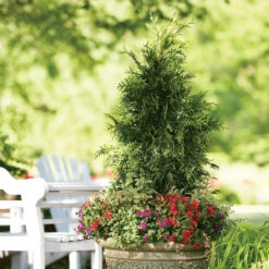 Spring Grove® Western Arborvitae 7 Spring Grove® Western Arborvitae -AURA Flower Shop thuja plicata spring grove 3