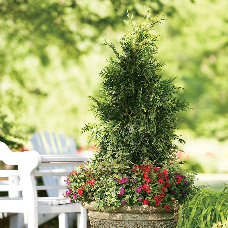 Spring Grove® Western Arborvitae 3 Spring Grove® Western Arborvitae - Image 3