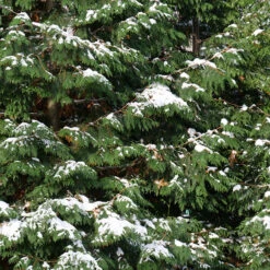 Spring Grove® Western Arborvitae 8 Spring Grove® Western Arborvitae -AURA Flower Shop thuja plicata spring grove 4