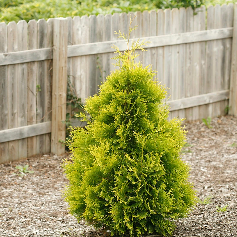 Polar Gold® Arborvitae 3 Polar Gold® Arborvitae - Image 3