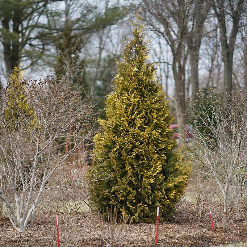Polar Gold® Arborvitae 2 Polar Gold® Arborvitae - Image 2