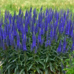 Magic Show® 'Wizard Of Ahhs' Spike Speedwell -AURA Flower Shop veronica wizard of ahhs spike speedwell 2