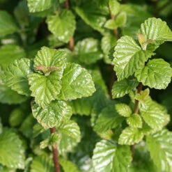 All That Glows® Arrowwood Viburnum 6 All That Glows® Arrowwood Viburnum -AURA Flower Shop viburnum all that glows 1