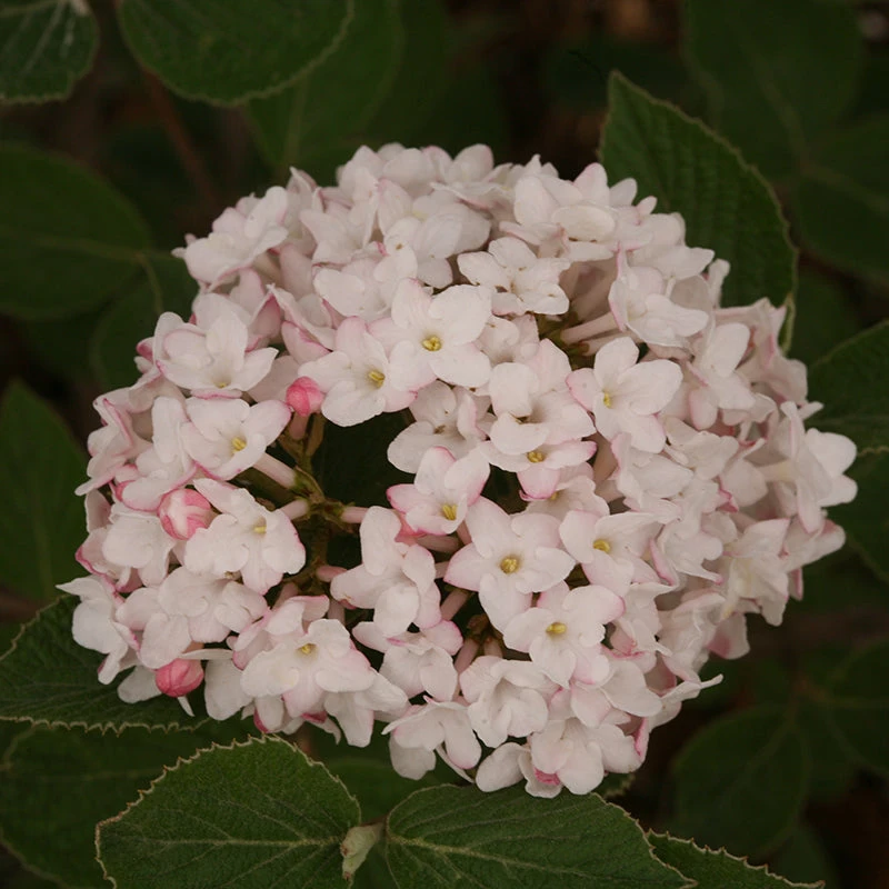 Spice Baby™ Koreanspice Viburnum 3 Spice Baby™ Koreanspice Viburnum - Image 3