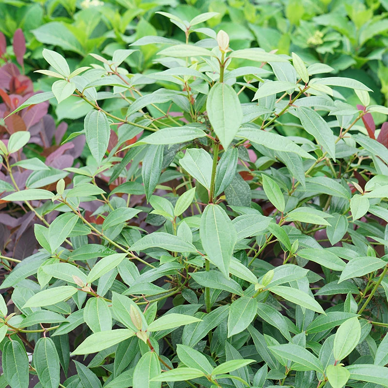 Yang® David Viburnum 2 Yang® David Viburnum - Image 2