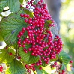 Cardinal Candy® Linden Viburnum -AURA Flower Shop viburnum dilitatum cardinal candy 3 sw