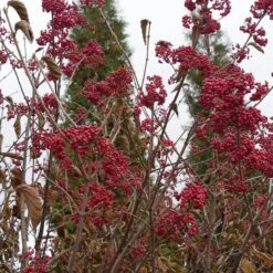 Cardinal Candy® Linden Viburnum -AURA Flower Shop viburnum dilitatum cardinal candy 4 sw