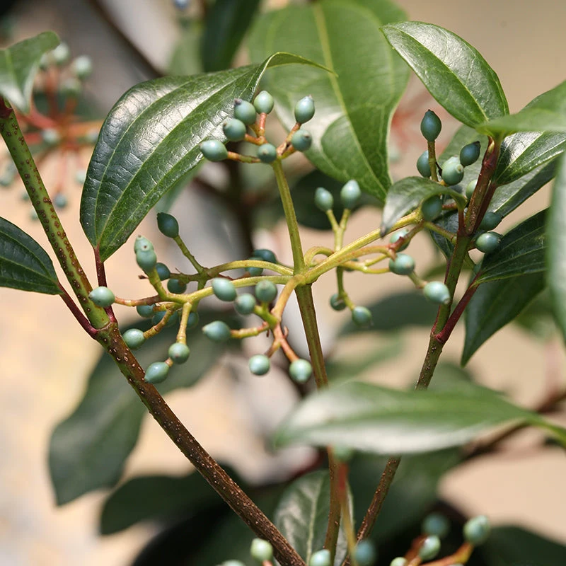 Yin® David Viburnum 2 Yin® David Viburnum - Image 2